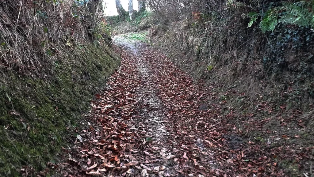 Sunken lane between hedges Sunken lane between hedges